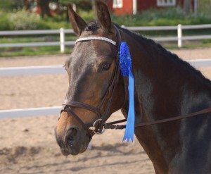 Evelina Johansson med ponnyn Gravedigger tog hem en andraplats i LA:1